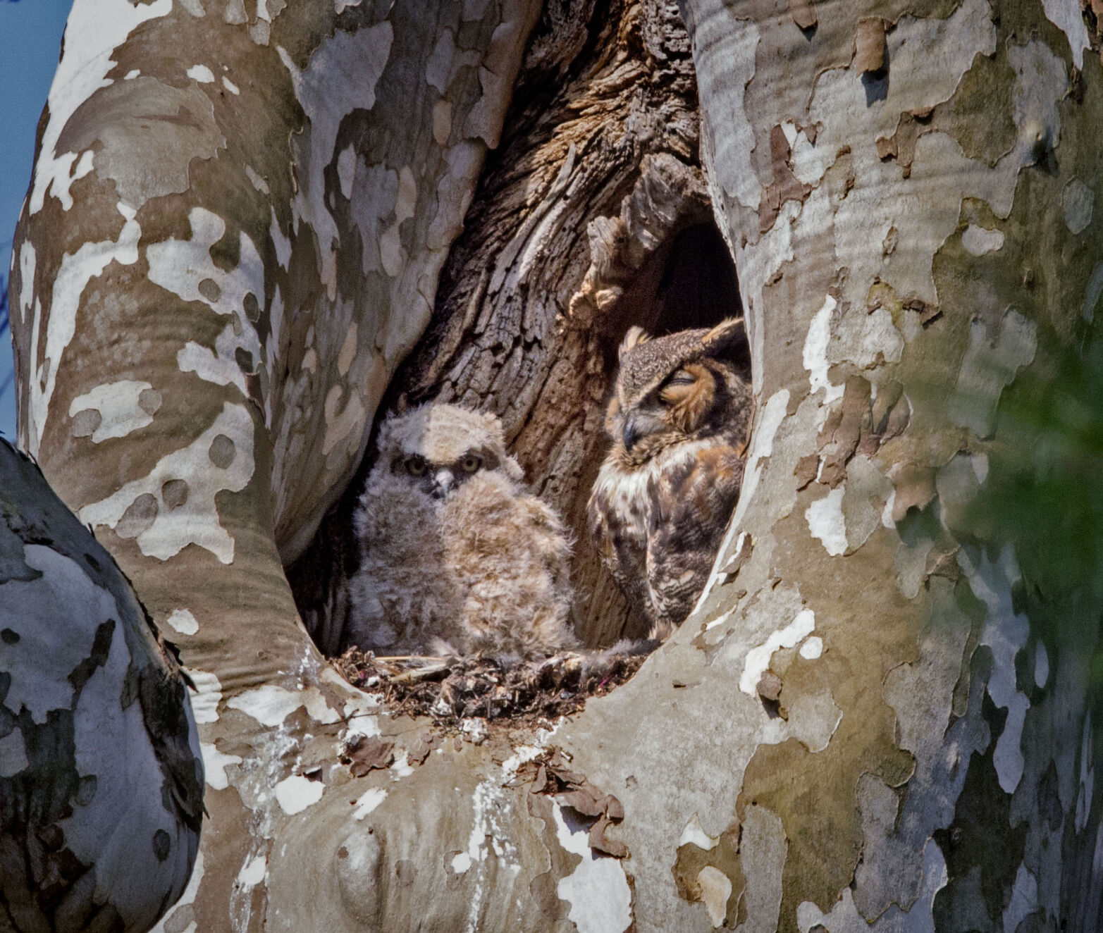 Mt Joy owls